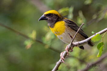 A Baya Weaver near his nest - Kostenloses image #481091